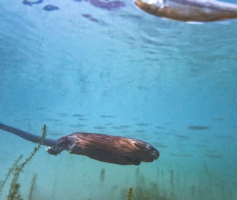 Underwater view of a muskrat swimming through river grass in the Allegheny River with fish visible in the background
